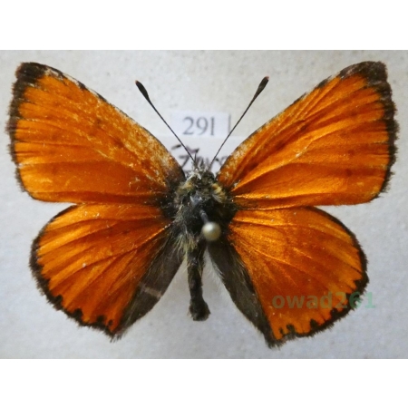 Lycaena virgaureae (Linnaeus, 1758) male Czerwończyk dukacik Czech29l